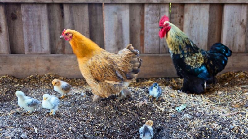 Galo e galinha na fase de maturidade sexual.