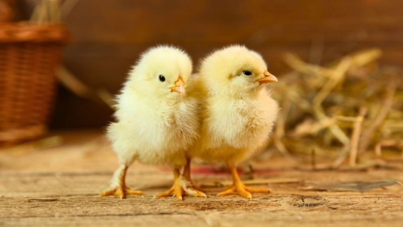 Pintinhos são a primeira fase da vida das galinhas.
