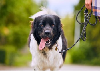 Passeios sem estresse: dicas para controlar cães que latem muito