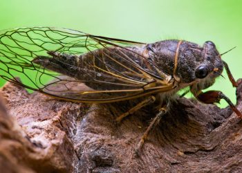 Concerto das cigarras: a fascinante canção nupcial dos machos