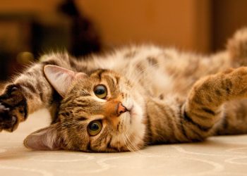 Por que os gatos têm aqueles momentos de pura energia à noite?