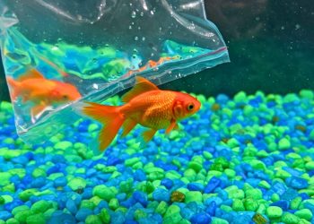 Novo peixe no aquário: passo a passo para a aclimatação perfeita