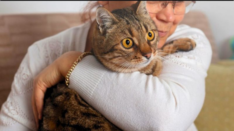 Gato deitado confortavelmente no colo de uma pessoa recebendo carinho.
