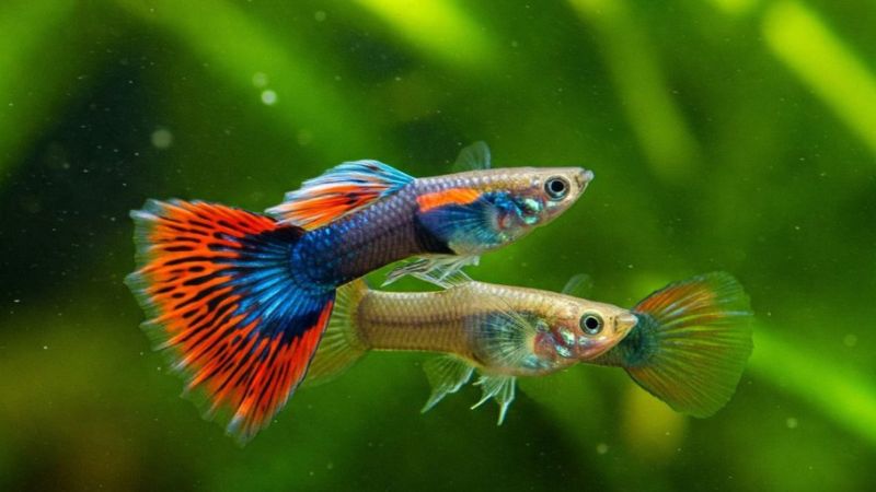 Peixe guppy macho exibindo cauda grande e colorida ao lado de uma fêmea maior e de tons discretos.