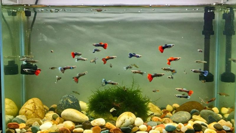 Aquário com vários peixes guppies coloridos nadando juntos.