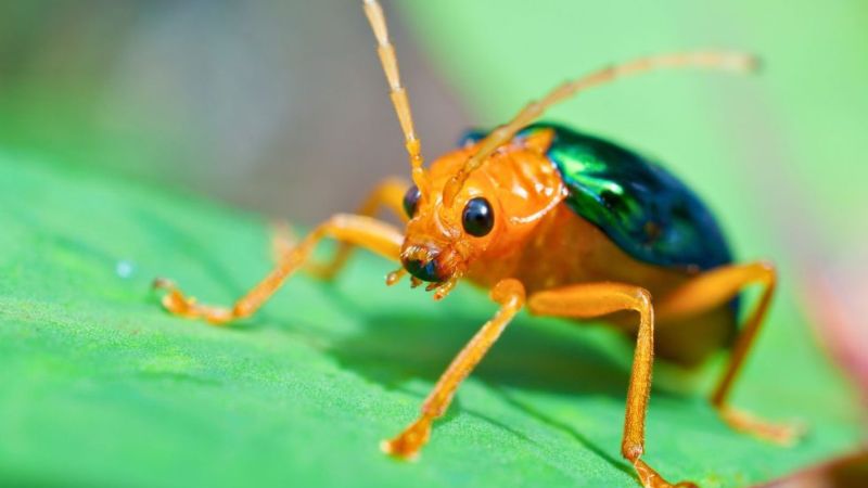 Besouro bombardeiro em seu habitat natural, um importante predador para o ecossistema.