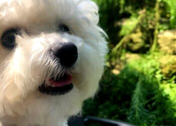 Jujuba: doçura canina