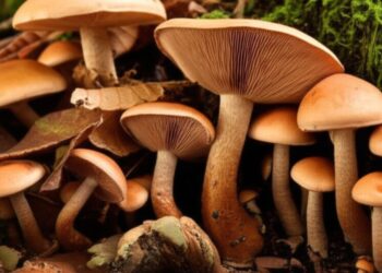 Fungos: os arquitetos invisíveis dos ecossistemas e sua importância vital