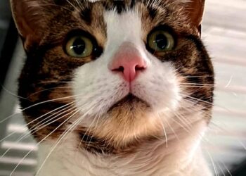 Ravi: puro charme felino