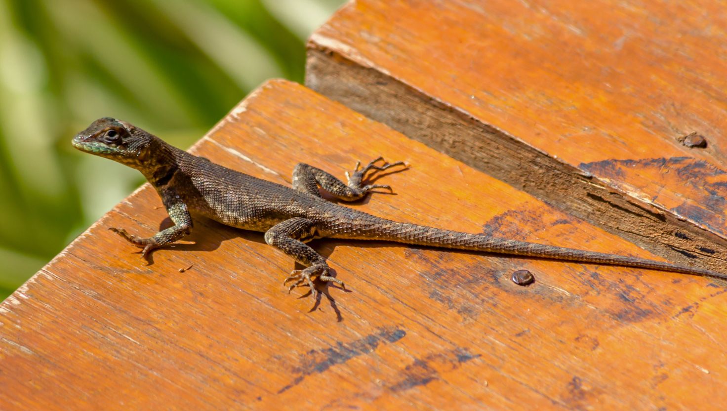 Lagartixa de muro: Conheça o fascinante Tropidurus torquatus