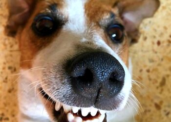 Nina: sorrisos e lambeijos