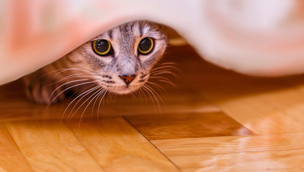 Se esconder é um comportamento inato dos gatos