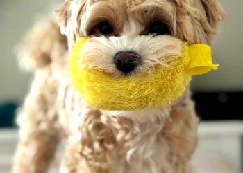 Jade: fofura de maltês