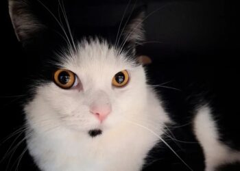 Inácio: um doce de gato!