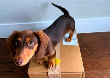 Torrada: pacotinho de felicidade!