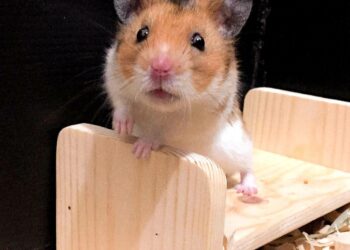 Conheça o Lilo, o hamster feliz