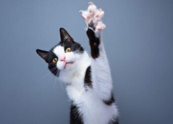 Desvendando a esporotricose: o gato não é o vilão, mas a vítima