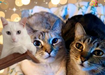 Dose tripla de fofura: Lily, Jade e Flor