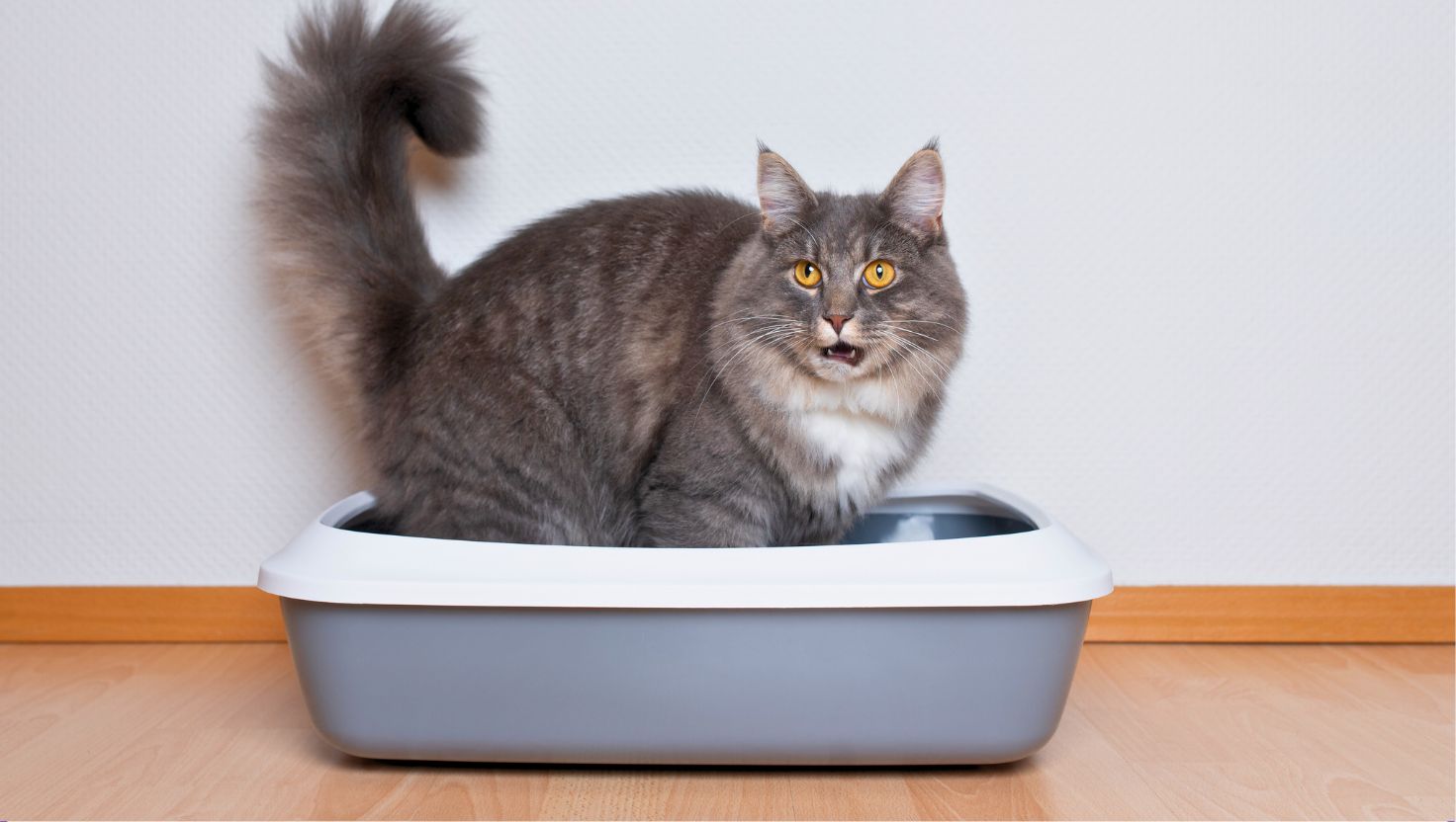 Como parar gato de marcar território: a solução definitiva