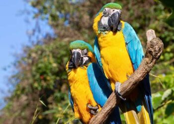 Casal de araras-canindé pousado em galho de árvore em ambiente de floresta.