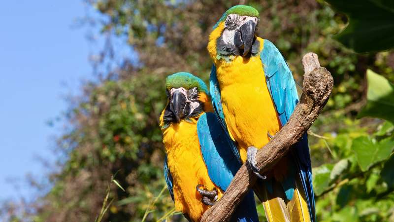 Casal de araras-canindé pousado em galho de árvore em ambiente de floresta.