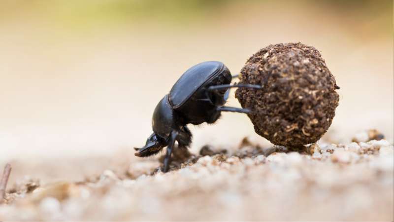 Besouro rola-bosta da espécie Scarabaeus sacer guiando-se pelas estrelas