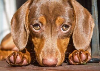 Filhote de cachorro chorando deitado em uma manta confortável.