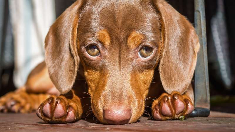 Filhote de cachorro chorando deitado em uma manta confortável.