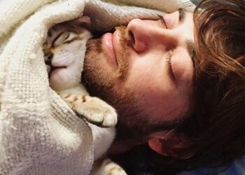 Gato fofinho dormindo embaixo das cobertas na cama com seu tutor