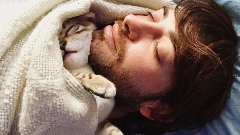 Gato fofinho dormindo embaixo das cobertas na cama com seu tutor