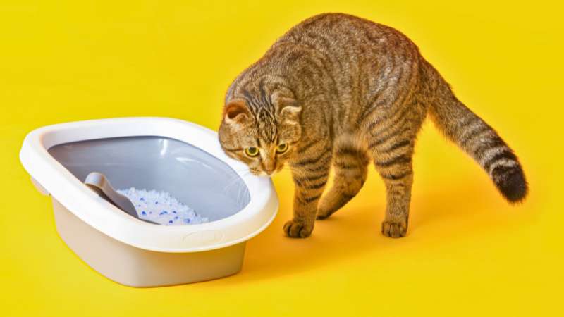 Gato sentado ao lado de uma caixa de areia moderna em uma sala limpa.