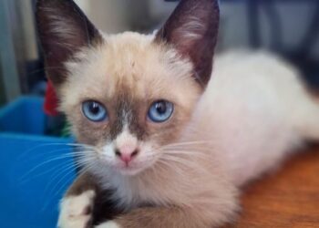 Carteira de vacinação e vermífugo para cães e gatos.