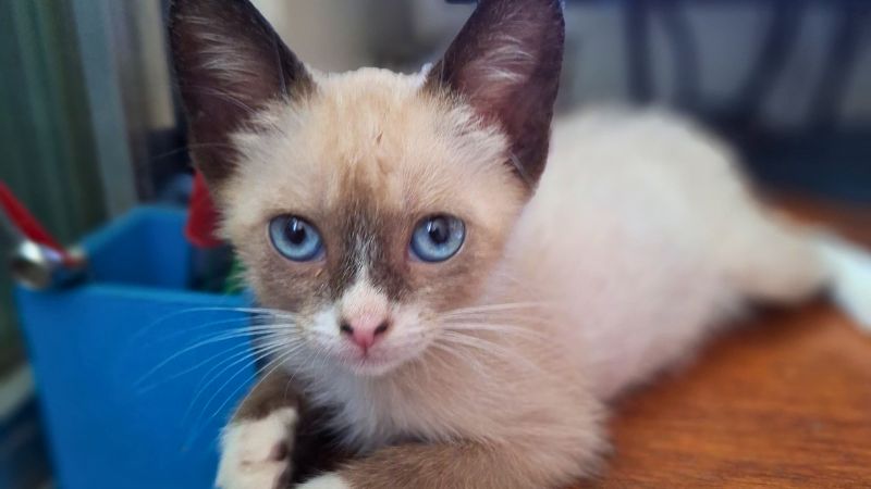 Carteira de vacinação e vermífugo para cães e gatos.