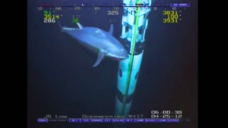 Atum-azul gigante de aproximadamente 4 metros filmado por robô submarino em plataforma de petróleo.