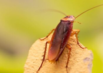 Close-up de uma barata, destacando a capacidade de sobrevivência e adaptação do inseto.