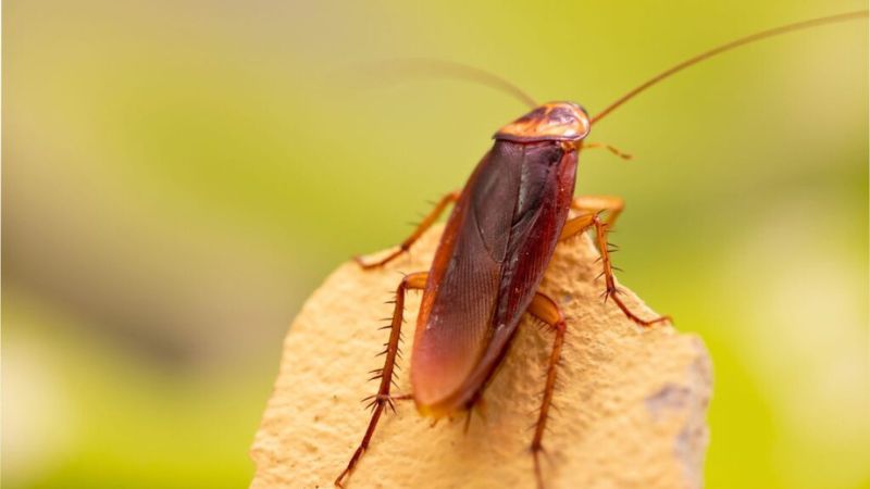 Close-up de uma barata, destacando a capacidade de sobrevivência e adaptação do inseto.