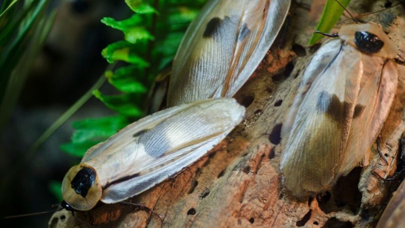Barata-gigante-da-floresta, uma espécie impressionante que vive em ambientes naturais de florestas.