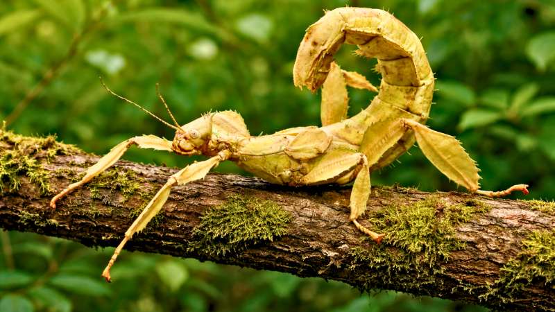 Bicho-pau-espinhoso verde camuflado em um arbusto parecendo um cacto.
