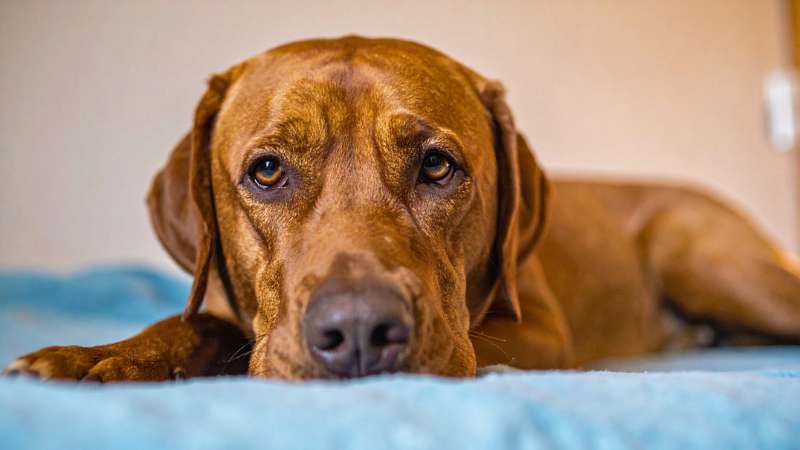 Cão deitado na caminha parecendo triste ou doente ao lado do pote de comida.