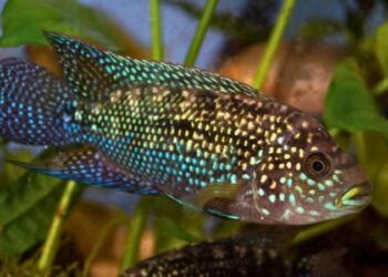 Peixe Ciclídeo Jack Dempsey nadando em aquário