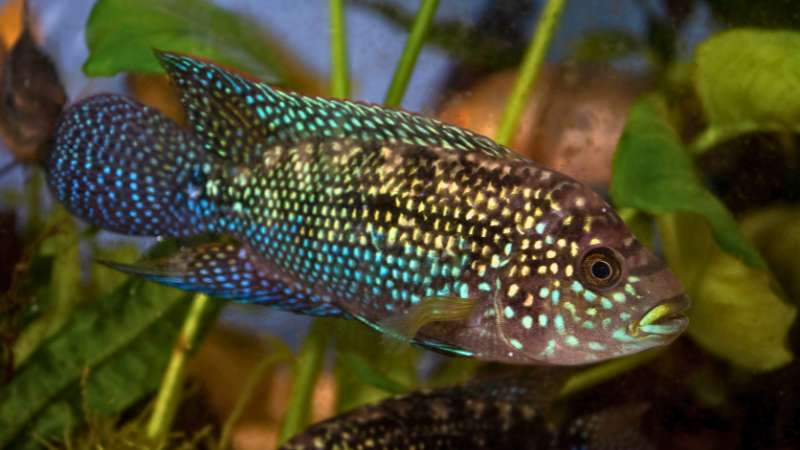 Peixe Ciclídeo Jack Dempsey nadando em aquário