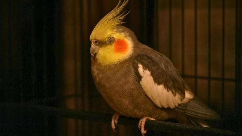 Calopsita dormindo calmamente.