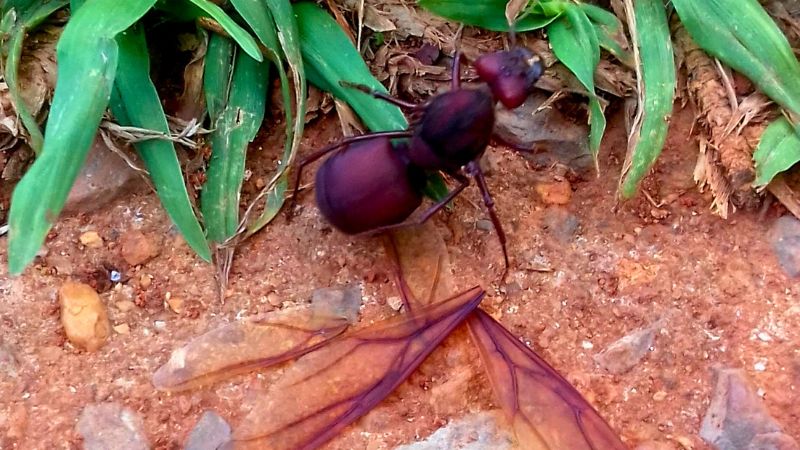 Detalhe do corpo robusto e asas da tanajura, a formiga rainha alada das saúvas.