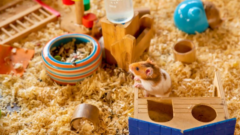 Hamster sírio explorando gaiola ampla com enriquecimento ambiental e forragem natural.
