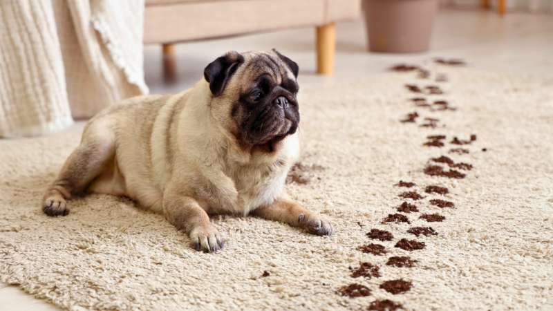 Cachorro em pé na sala com as patas sujas de lama sobre um tapete claro.