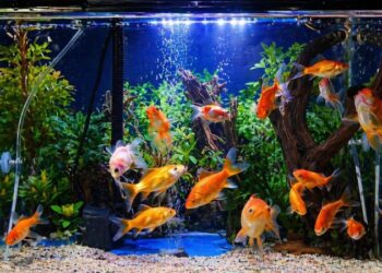 Aquário plantado com iluminação LED profissional e peixes tropicais saudáveis.