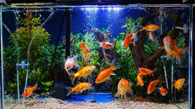 Aquário plantado com iluminação LED profissional e peixes tropicais saudáveis.