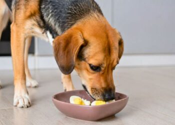 Cachorro vira-lata caramelo comendo ovo cozido na tigela