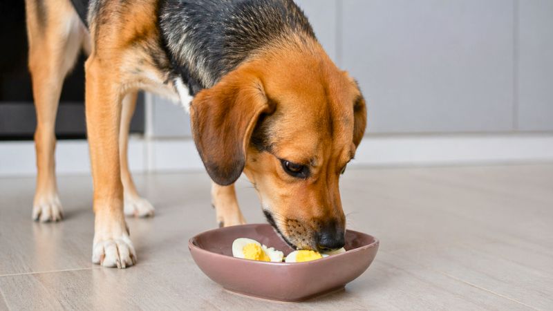 Cachorro vira-lata caramelo comendo ovo cozido na tigela