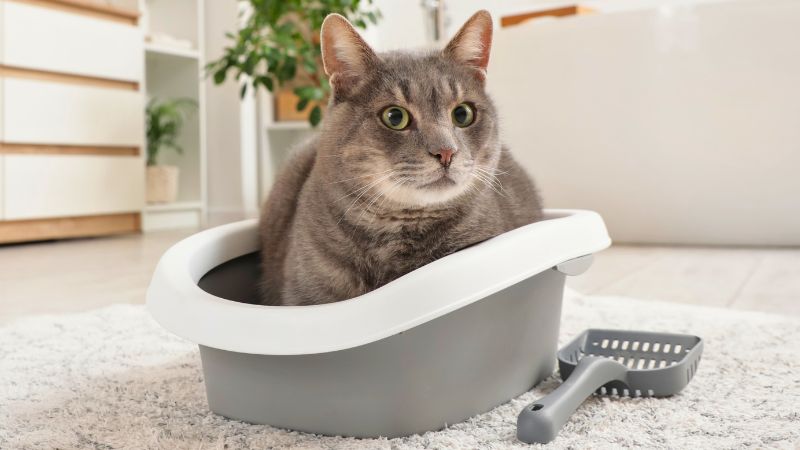 Gato usando caixa de areia com dificuldade, demonstrando sinal de cálculo renal.